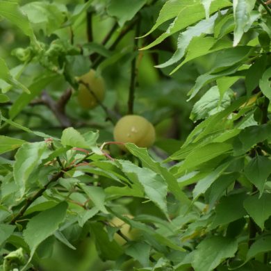 DSC_675701