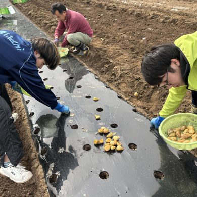 241022飯野町エレファントガーリック植え付け写真201
